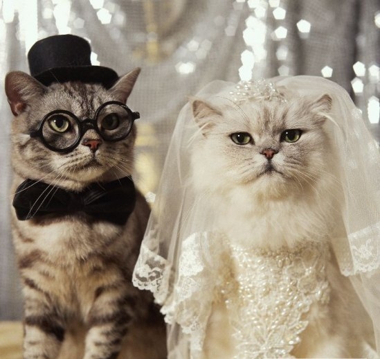 необычная свадьба кошек